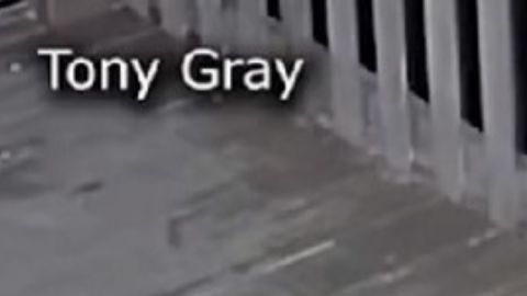 Pelea entre gato y coyote en Texas se hace viral
