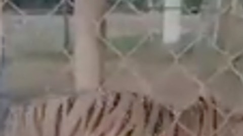 Tigre ataca a sicario rival del CJNG.
