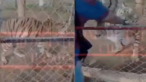 Tigre ataca a sicario rival del CJNG.