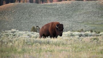 Bisonte cornea mortalmente a mujer que se acerca demasiado al animal en Yellowstone