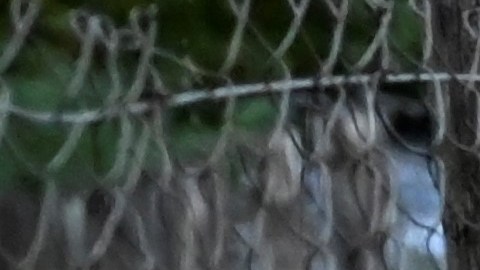 VIDEO Mujer fue atacada por un jabalí en playa de la Costa del Sol en España