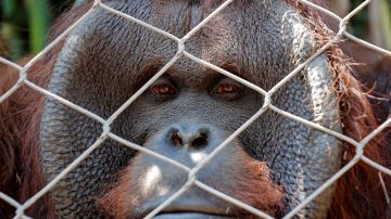 VIDEO Orangután ataca a ‘influencer’ que lo molestó en el zoológico para obtener un video