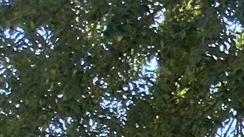 El Acta Vision se queda en el camino sin poder avanzar hacia el escritorio del gobernador Newsom. (Cortesía)