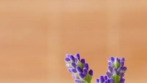 aceites esenciales