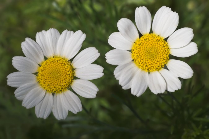 Flor de margarita.