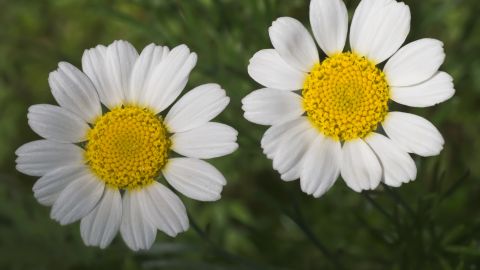Flor de margarita.