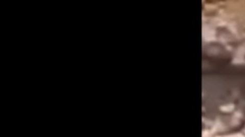 pajaros sierra cjng (1)