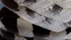 Dom Phillips y Bruno Pereira