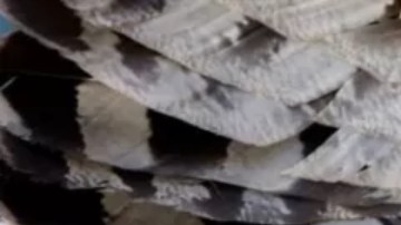 Dom Phillips y Bruno Pereira