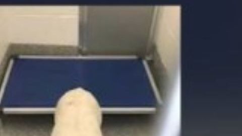 Los perros se encuentran en cuarentena.