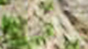 Shakira y Carlos Vives