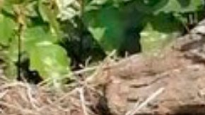 Violencia Colima descuartizado CJNG