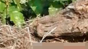 Violencia Colima descuartizado CJNG