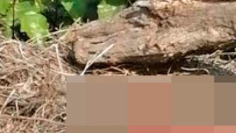 Violencia Colima descuartizado CJNG