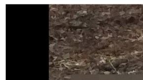 zoologico de colima ciervo rojo y Borrego muflón