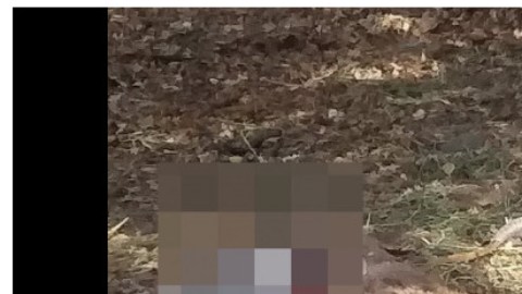 zoologico de colima ciervo rojo y Borrego muflón