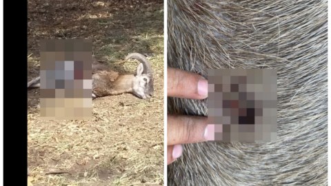zoologico de colima ciervo rojo y Borrego muflón