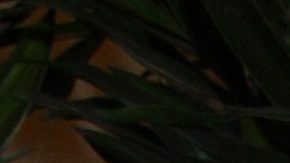 Carlos Bonavides | Mezcalent.