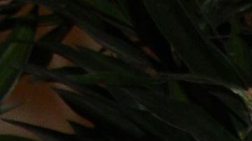 Carlos Bonavides | Mezcalent.