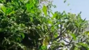 Sri Lanka: las imágenes de las protestas masivas que provocaron la huida del presidente del país