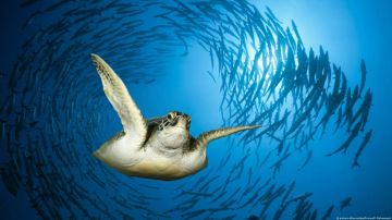 Pescador apuñala a decenas de tortugas marinas protegidas en Japón