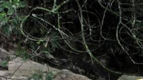 Clan del Golfo recrudece violencia en Colombia contra policías