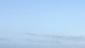 Asesinas en serie: una pareja de orcas lleva 5 años cazando a tiburones blancos