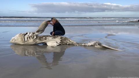 Asesinas en serie: una pareja de orcas lleva 5 años cazando a tiburones blancos
