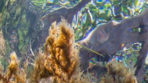 Biólogo mexicano descubre en esponjas marinas fármacos contra alzheimer y covid