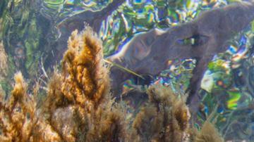 Biólogo mexicano descubre en esponjas marinas fármacos contra alzheimer y covid