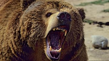Misterioso ingrediente en la sangre de los osos podría potenciar el crecimiento muscular humano