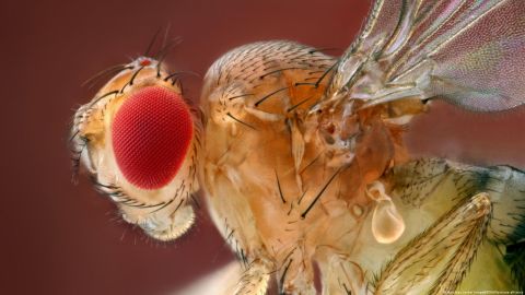 Científicos "hackean" el cerebro de moscas de la fruta y logran controlar sus alas a distancia