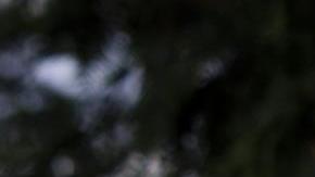 La poetisa Ada Limón, seleccionada como Poetisa Laureada Nacional, nació en California.