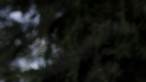 La poetisa Ada Limón, seleccionada como Poetisa Laureada Nacional, nació en California.