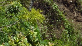 Autodefensas en México