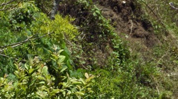 Autodefensas en México