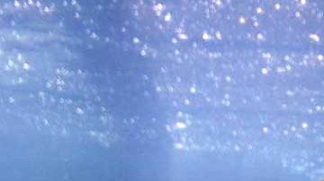 Avistamiento de tiburones en las playas de Nueva York