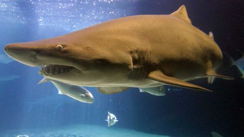 Avistamiento de tiburones en las playas de Nueva York
