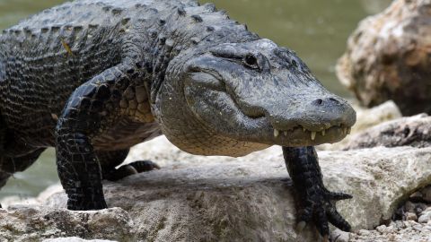 Caimán ataca a una niña de 13 años cerca de una rampa para botes en Florida días después de que una mujer fuera arrastrada a la muerte