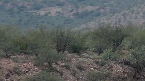 Convoy de camionetas