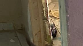 Decomiso de armas y droga en Nuevo León