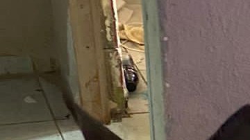 Decomiso de armas y droga en Nuevo León