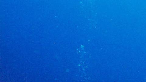 Descubren piscina mortal en el fondo del océano que mata todo lo que nada en ella