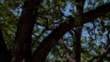 Directora de la primaria de Uvalde habla tras la masacre en la que fueron asesinados 19 niños y dos maestras