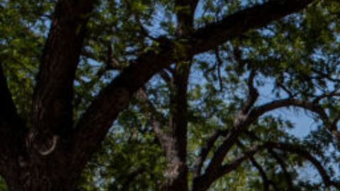 Directora de la primaria de Uvalde habla tras la masacre en la que fueron asesinados 19 niños y dos maestras