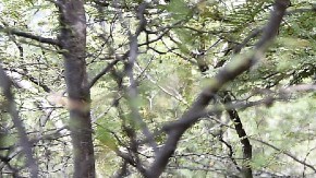 Elemento canino de policía mexicana