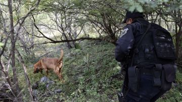 Elemento canino de policía mexicana