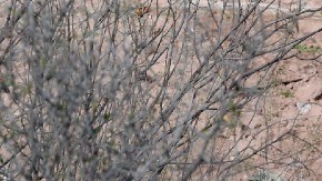 Elementos de la Marina de México