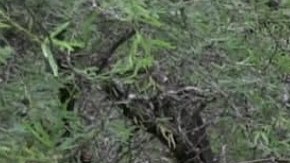 Fosa clandestina en Michoacán