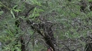 Fosa clandestina en Michoacán